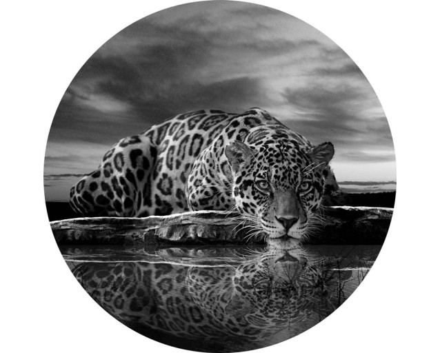 Luipaard, panter en cheetah in zwart-wit afgebeeld op een stijlvolle behangcirkel.