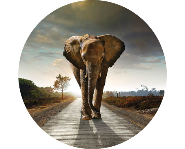 Een olifant in natuurlijke kleuren op een rustgevende behangcirkel.