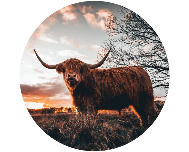 Een behangcirkel met een Schotse hooglander in een weidelandschap bij zonsondergang, met warme kleuren die een rustieke sfeer creëren.