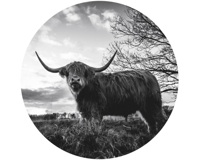 Een zwart-wit behangcirkel met een schotse hooglander in een uitgestrekte weide tijdens zonsondergang.