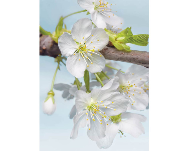 Bloesem bloemen komen tot leven in dit fotobehang, ideaal voor een natuurlijke en serene sfeer.