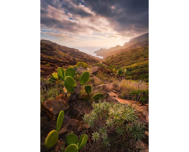 Cactussen landschap fotobehang, met een woestijnachtige omgeving vol cactussen.