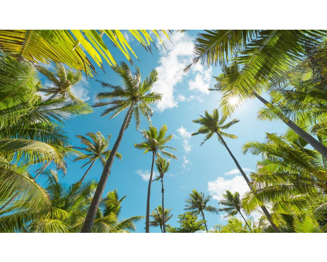 Coconut Heaven palmbomen met een tropisch uitzicht op het landschap.