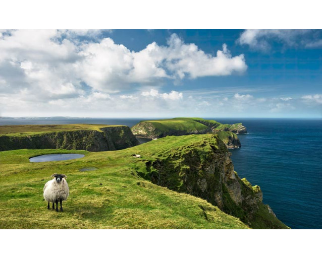 Groen Ierland schaap landschap fotobehang, met een rustgevende weide.