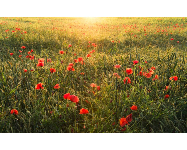 Klaprozen bloemenveld fotobehang met zonlicht.