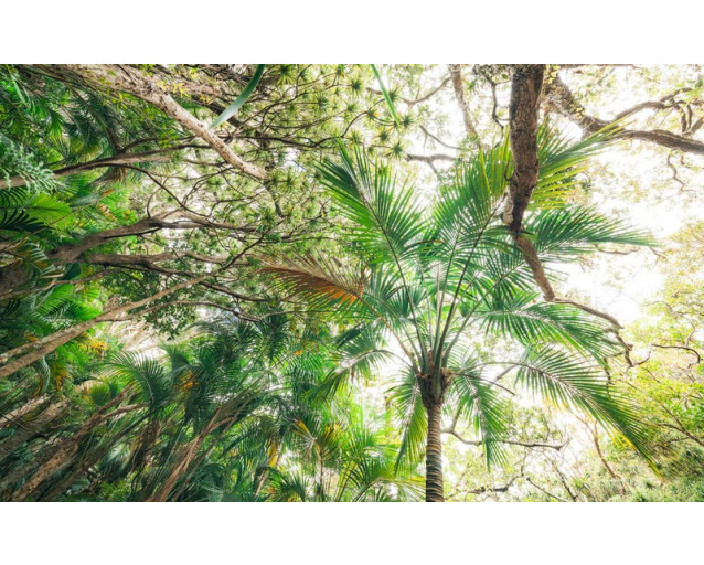 Dichte bladeren en hoge bomen in een tropisch bos, weergegeven in dit fotobehang voor een avontuurlijke sfeer.