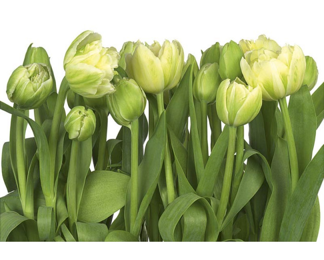 Tulpen bloemen, in levendige kleuren en een abstract ontwerp, brengen kleur en leven in elke ruimte.