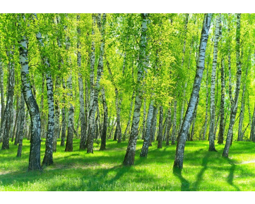 Berkenbomen in een berkenbos komen tot leven op dit natuur fotobehang, met de herkenbare witte schors en groene bladeren.