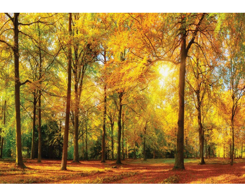 Fotobehang van een zonnig bos met hoge bomen en heldere zonnestralen die door de bladeren schijnen.