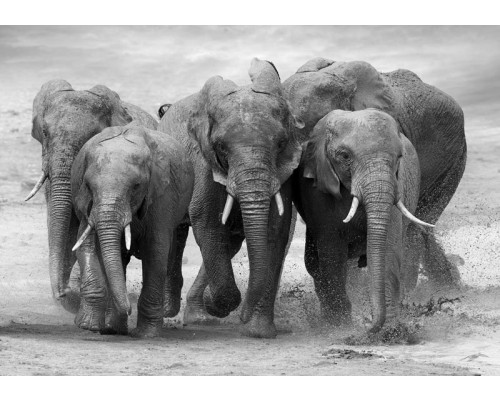 Afrikaanse olifanten in hun natuurlijke habitat, wandelt majestueus door een savanne op dit gedetailleerde fotobehang.