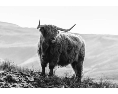 Zwart-wit fotobehang van een Schotse hooglander in de bergen, met wilde bizons op de achtergrond, in een rustiek natuurlandschap.