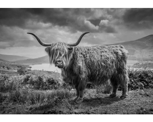 Zwart-wit fotobehang van een Schotse hooglander in het berglandschap, met een prachtig uitzicht op de natuur.