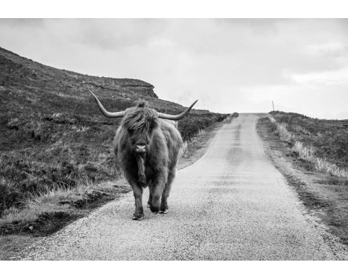 Fotobehang van een Schotse hooglander in zwart-wit die over een verlaten weg wandelt, met een rustige en serene uitstraling.