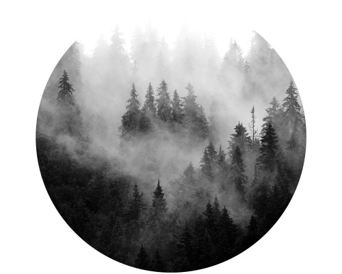 Mistig bos met hoge bomen, perfect voor een natuurlijke sfeer, afgebeeld op een behangcirkel.