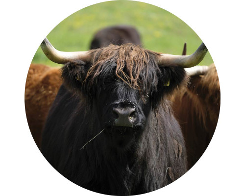 Schotse hooglander in een natuurlijke omgeving, afgebeeld op een rustieke behangcirkel.