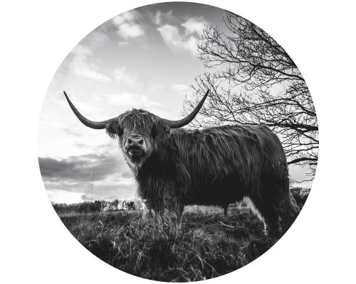 Een zwart-wit behangcirkel met een schotse hooglander in een uitgestrekte weide tijdens zonsondergang.