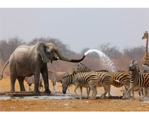 Afrikaanse wildlife fotobehang met olifanten en zebra's in een natuurlijke setting.