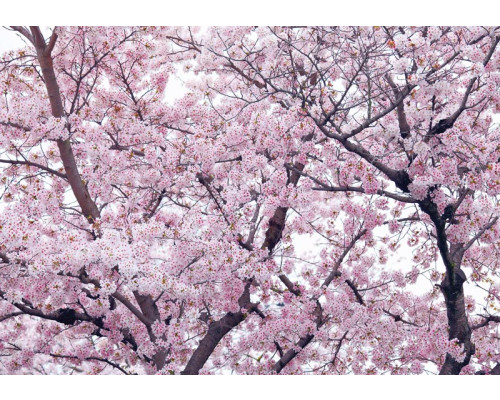 Fotobehang van appelbloesem en bloemen in een boom, kleurrijk en speels.