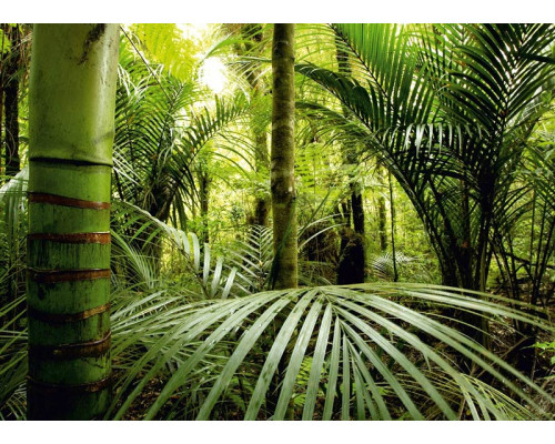 Fotobehang Avontuurlijke Jungle