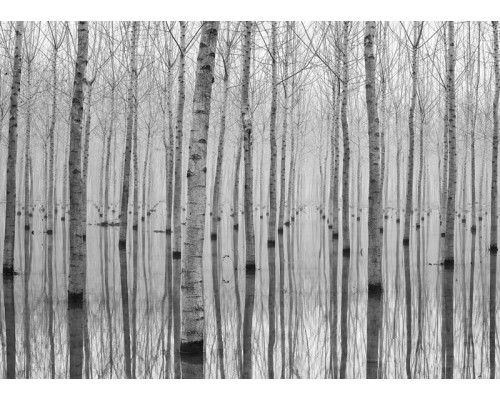 Fotobehang Berkenbomen Weerspiegeling