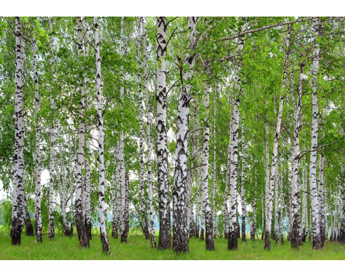 Fotobehang Berkenbos in de Lente