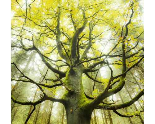 Droomboom fotobehang, met een mystieke boom in een betoverd bos.