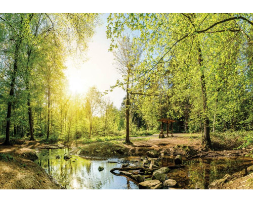 Fotobehang van een bosrijke omgeving met bomen en zonlicht dat door het bladerdak schijnt.