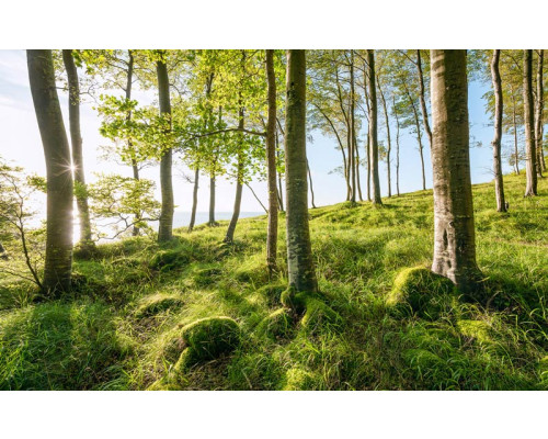 Bos bomen landschap met een serene natuurweergave.
