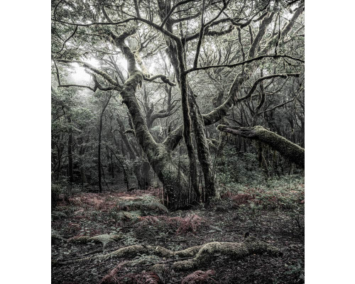 Nationaal Park Garajonay fotobehang, met een weelderig boslandschap op La Gomera.
