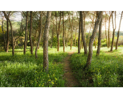 Bos landschap bomen op Sardinië fotobehang, perfect voor een natuurlijke kamer.