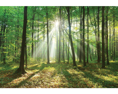 Fotobehang van een boslandschap met zonnestralen die door de bomen schijnen tijdens zonsopkomst.