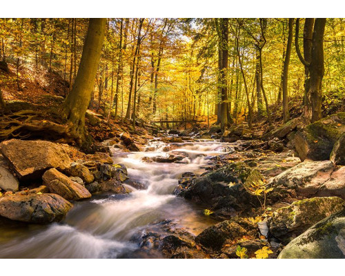 Fotobehang, Bosbeek in de herfst