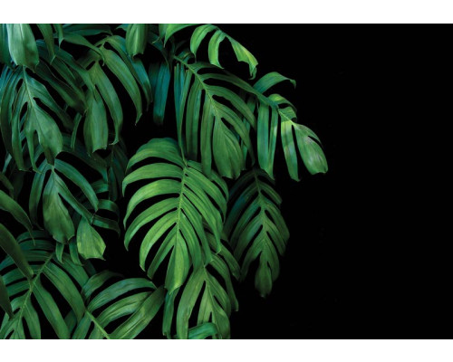Botanische jungle bladeren tegen een zwarte achtergrond op dit fotobehang, voor een weelderige en exotische uitstraling.