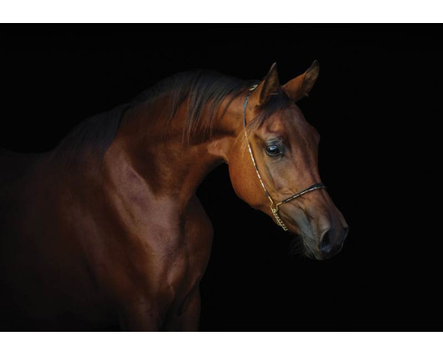 Fotobehang van een bruin paard met een zwarte achtergrond, met een focus op elegantie en kracht.