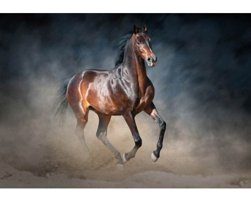 Fotobehang van een bruin paard, natuurgetrouw en realistisch.