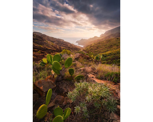 Cactussen landschap fotobehang, met een woestijnachtige omgeving vol cactussen.