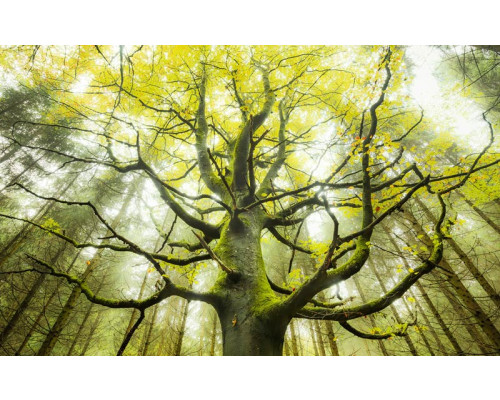Droomboom fotobehang, met een mystieke boom in een magisch bos.