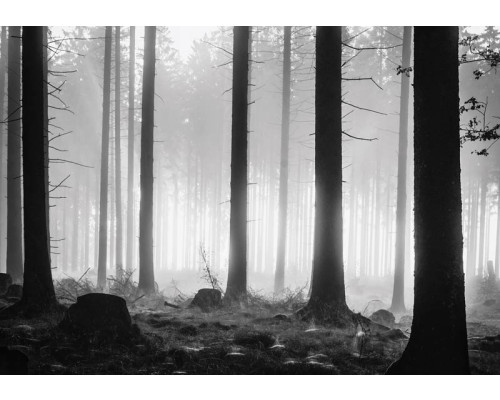 Fotobehang van een duister bos met mistige avond en bomen.