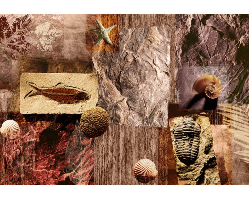 Fotobehang van prehistorische fossielen en schelpen, met een gedetailleerde weergave van oude zeedieren.