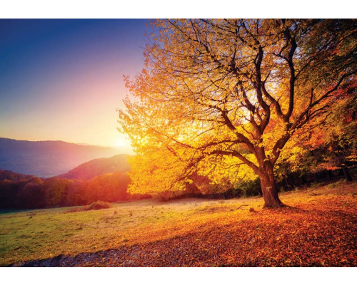 Fotobehang van een herfstlandschap met bomen en bladeren, warme kleuren.