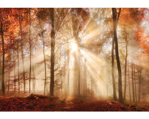 Zonnestralen die door een dicht herfstbos schijnen, vastgelegd op fotobehang.