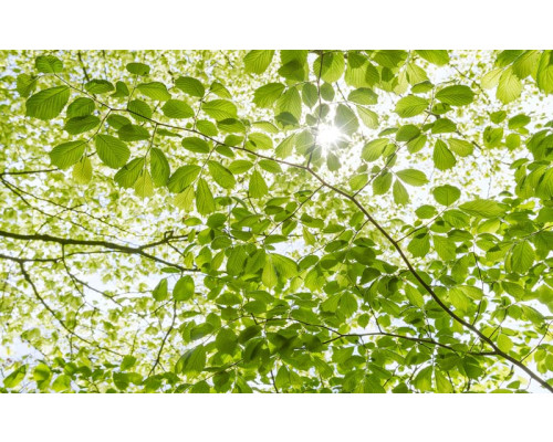 In het bos voorjaar bladeren fotobehang, met frisse groene bladeren in de lente.