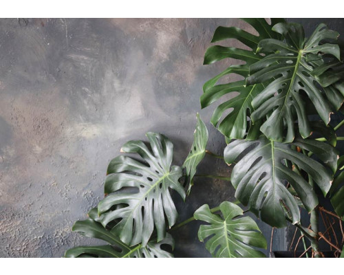 Jungle bladeren tegen een betonnen muur op dit fotobehang, met een mix van botanische en industriële elementen.