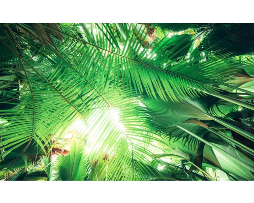 Jungle dak tropisch bladeren natuur fotobehang, ideaal voor een tropische kamer.