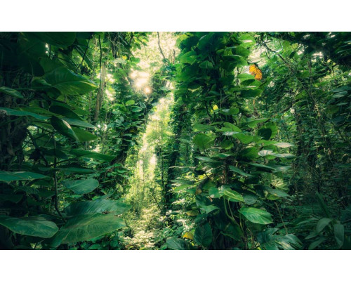 Jungle groen bladeren natuur met een tropische uitstraling.