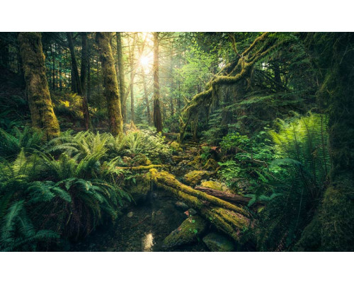 Jungle Vancouver eilanden fotobehang, perfect voor een avontuurlijke kamer.