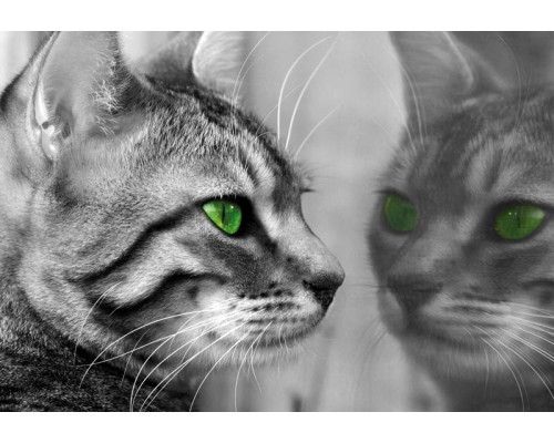 Fotobehang van een kat die zichzelf voor een spiegel bekijkt, met een speelse en nieuwsgierige uitstraling.