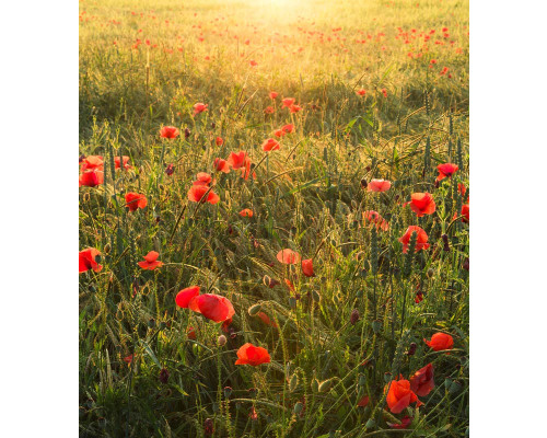 Klaprozen landschap fotobehang, met felgekleurde klaprozen in een avondzon.