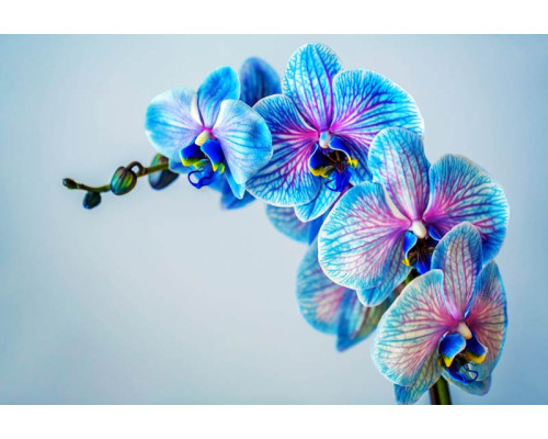 Kleurrijke orchideeën in volle bloei, sfeervol afgebeeld op een gedetailleerd fotobehang.