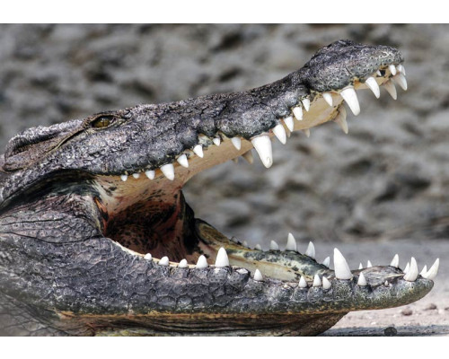 Fotobehang van een krokodil, wilde dieren en natuur.